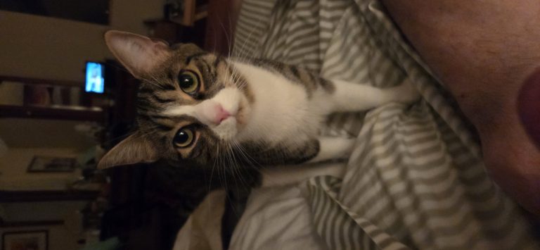 Siggy, lost cat, tabby