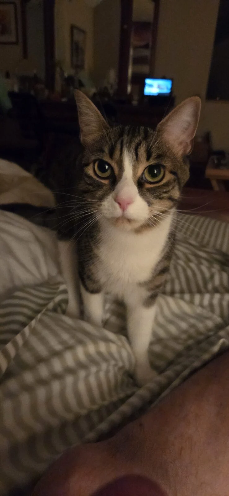 Siggy, lost cat, tabby