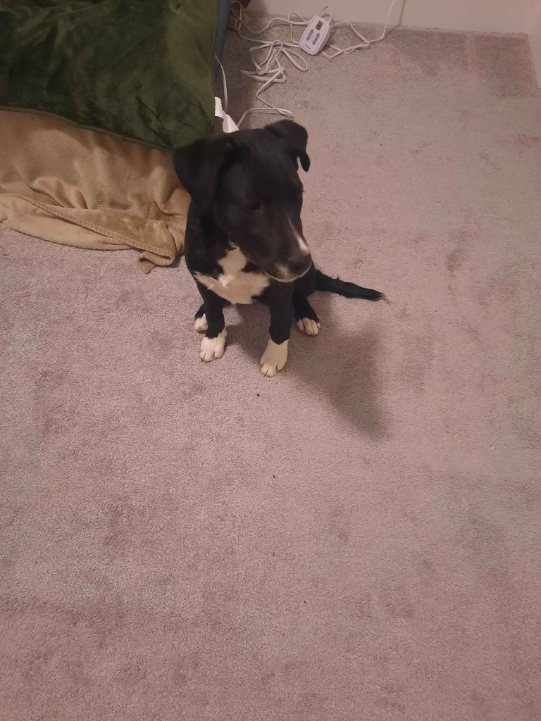 Khaleesi, lost dog, Catahoula/Aussie Mix