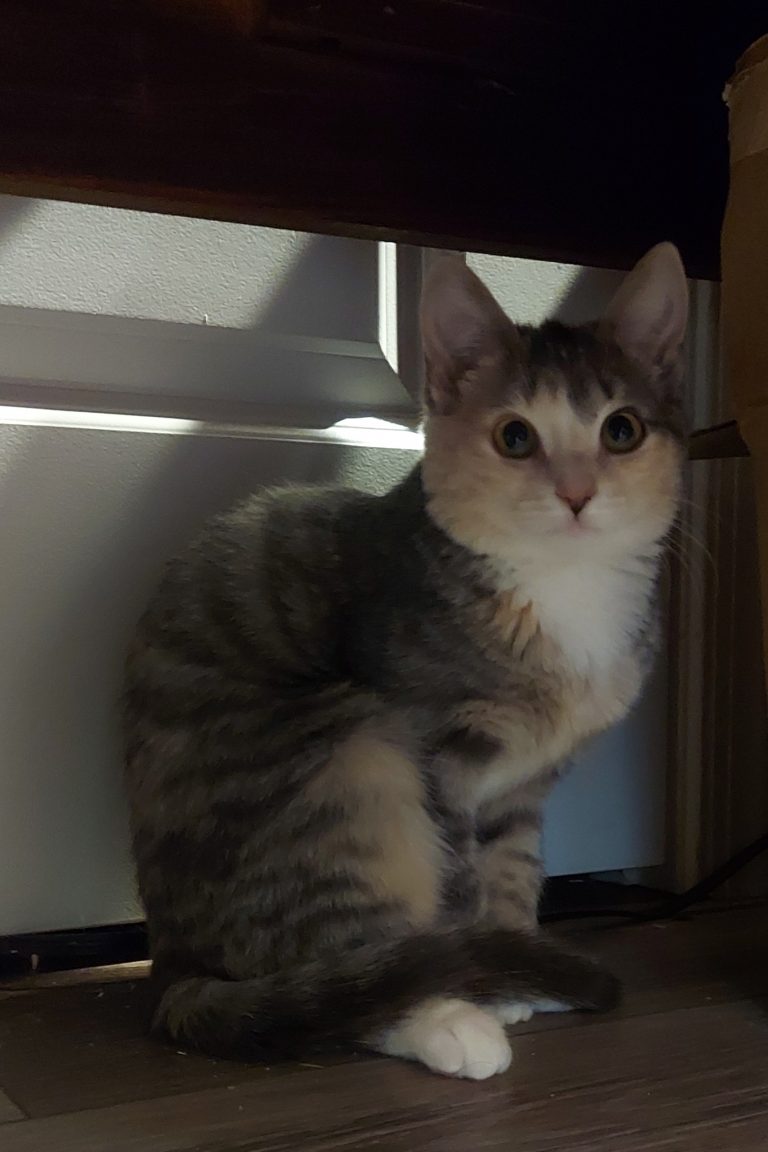 Shayla, lost cat, American short hair domestic