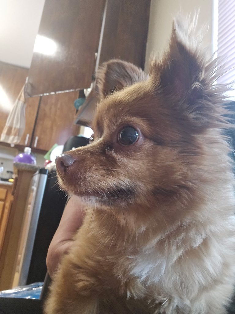 Cookie, lost dog, Chihuahua Pomeranian