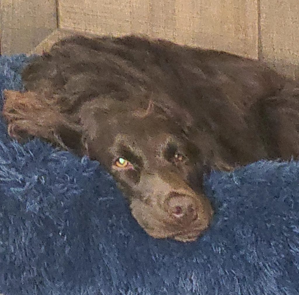 Sally, lost dog, Cocker