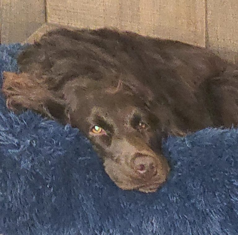 Sally, lost dog, Cocker
