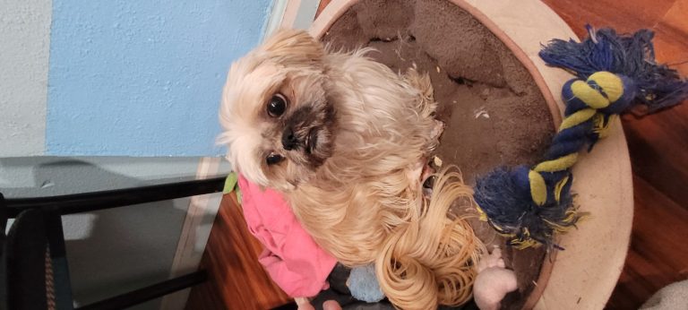 Mia, lost dog, Shih Tzu