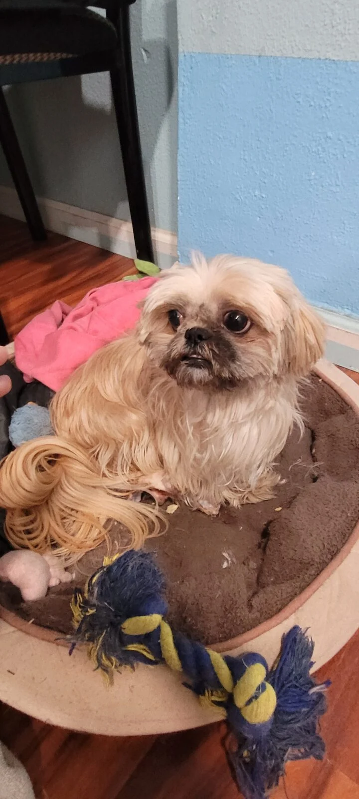 Mia, lost dog, Shih Tzu