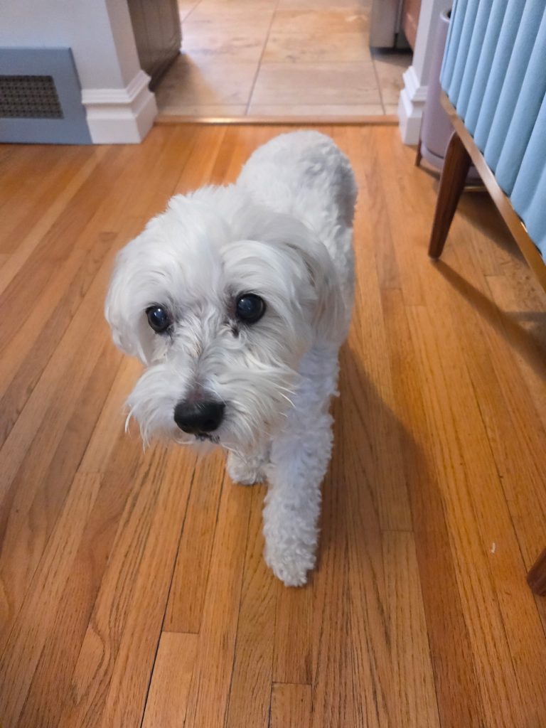 Baci, lost dog, Coton de Tulear