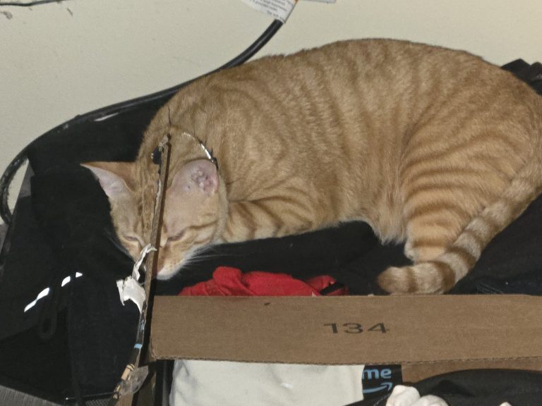 Sunny, lost cat, Tabby