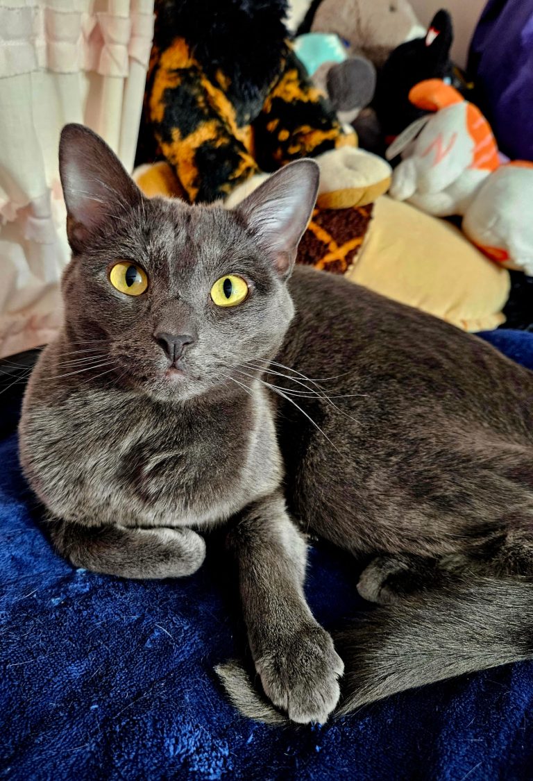 Koshka, lost cat, Short hair