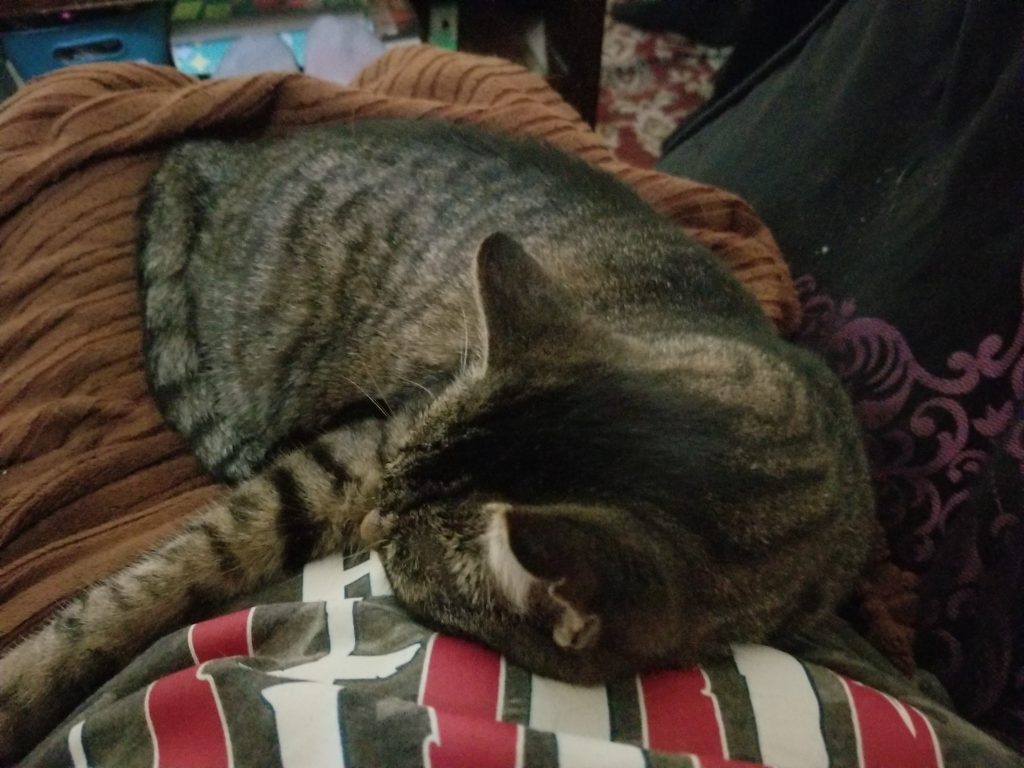 Chonk, lost cat, Tabby