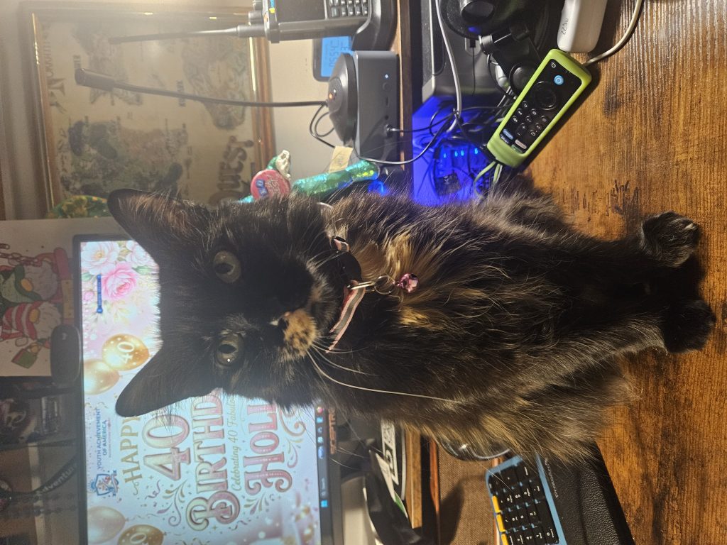 Sassy, lost cat, Tiffany/Chantilly