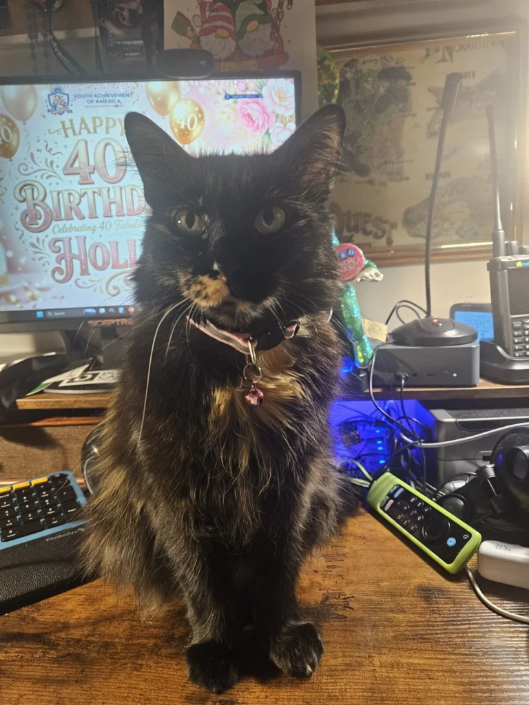 Sassy, lost cat, Tiffany/Chantilly