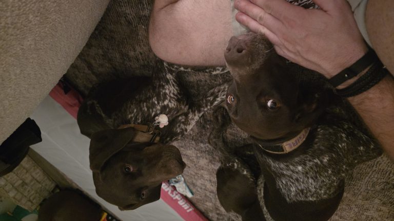 Cowgirl, lost dog, GSP