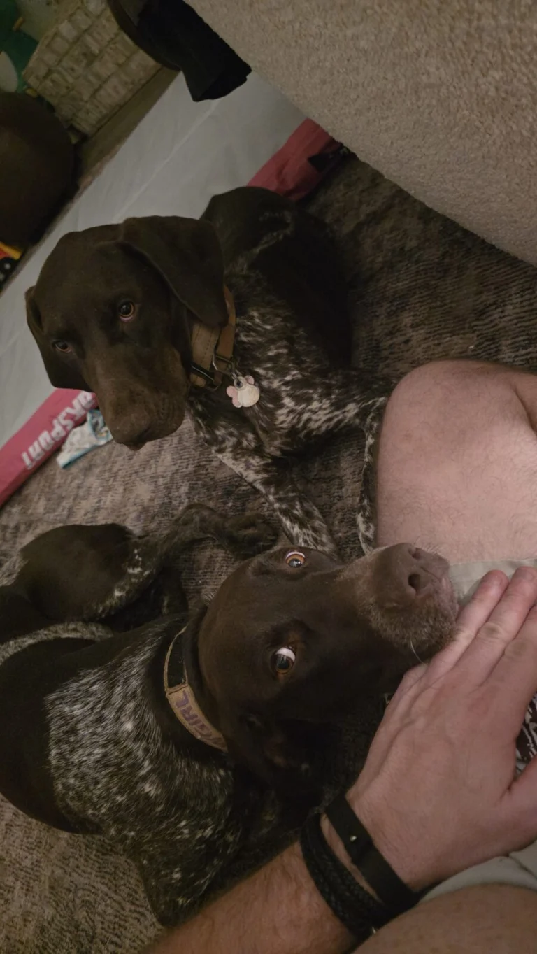 Cowgirl, lost dog, GSP