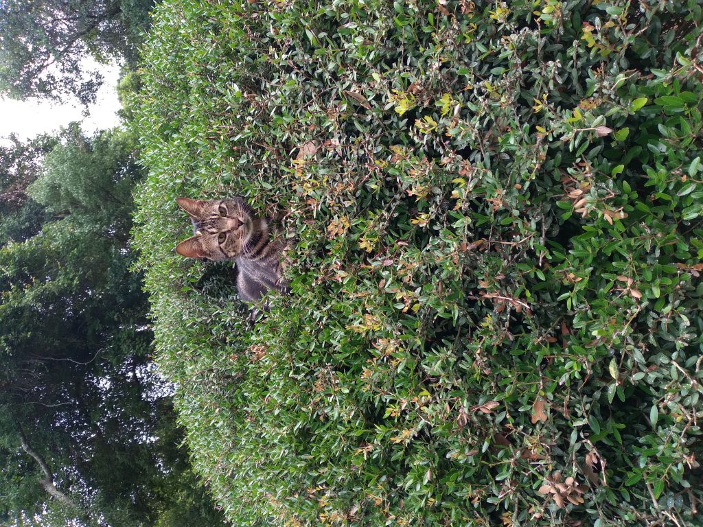 Whiskers, lost cat, American Tabby