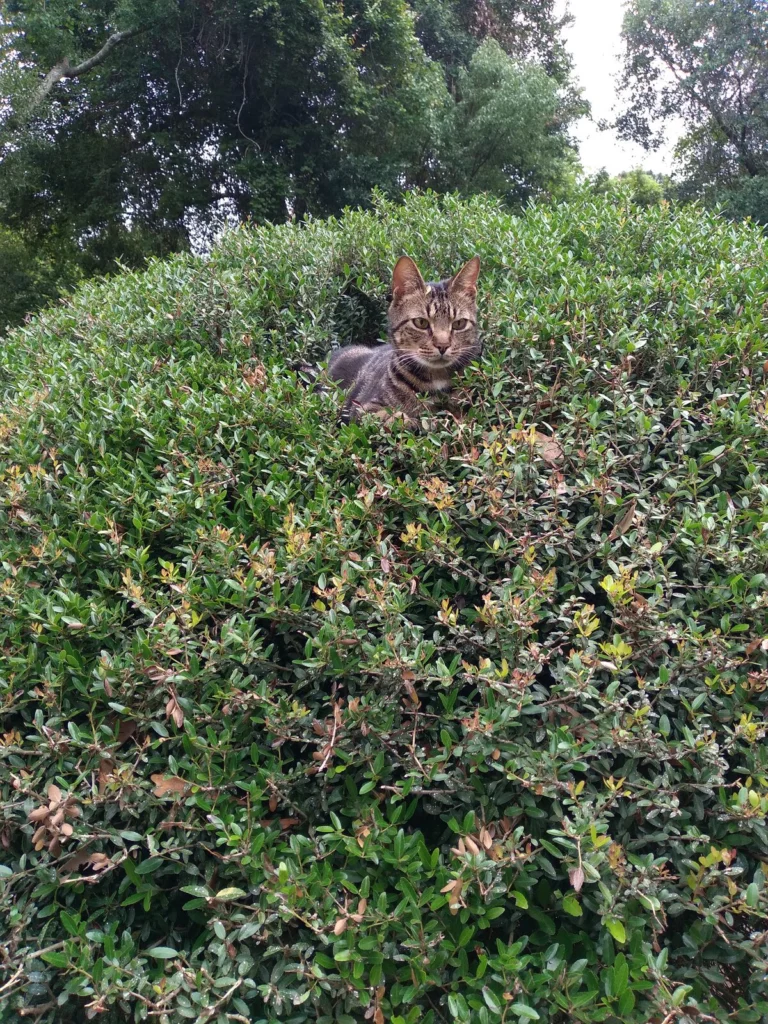 Whiskers, lost cat, American Tabby