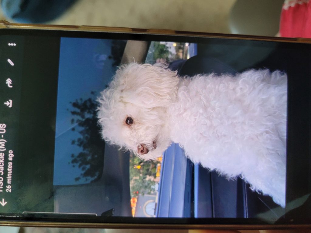 Biscuit, lost dog, Maltese Poddle