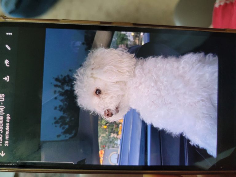 Biscuit, lost dog, Maltese Poddle