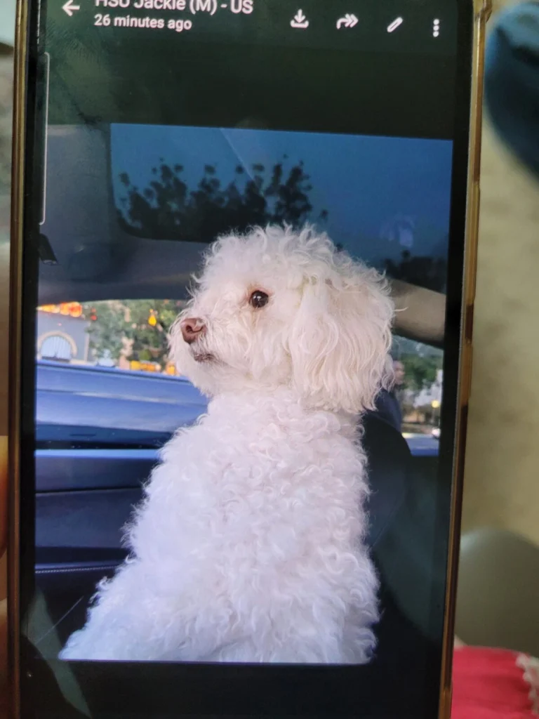 Biscuit, lost dog, Maltese Poddle