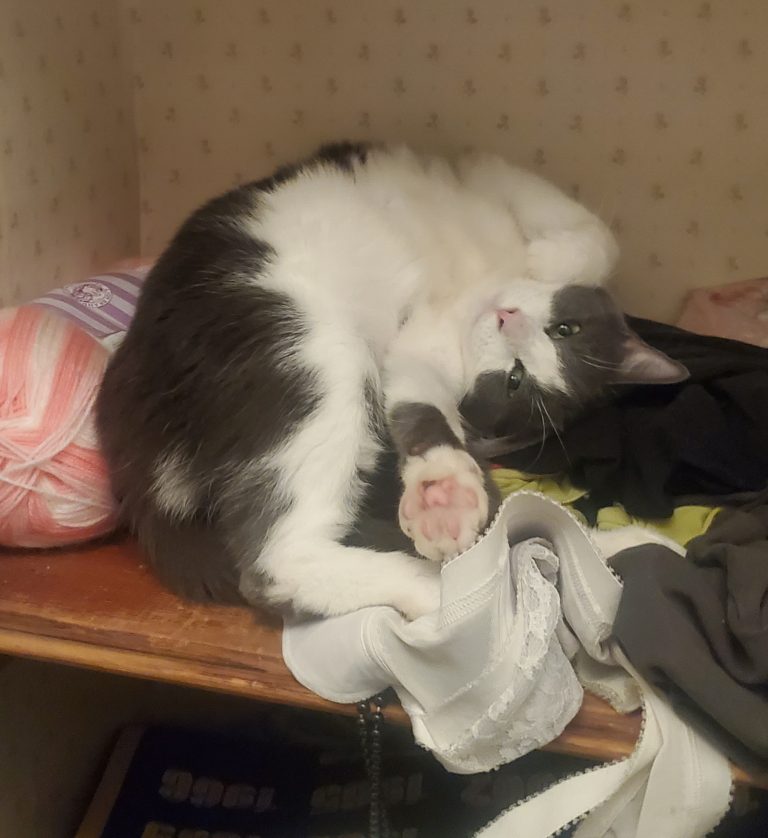 Ling, lost cat, domestic shorthair