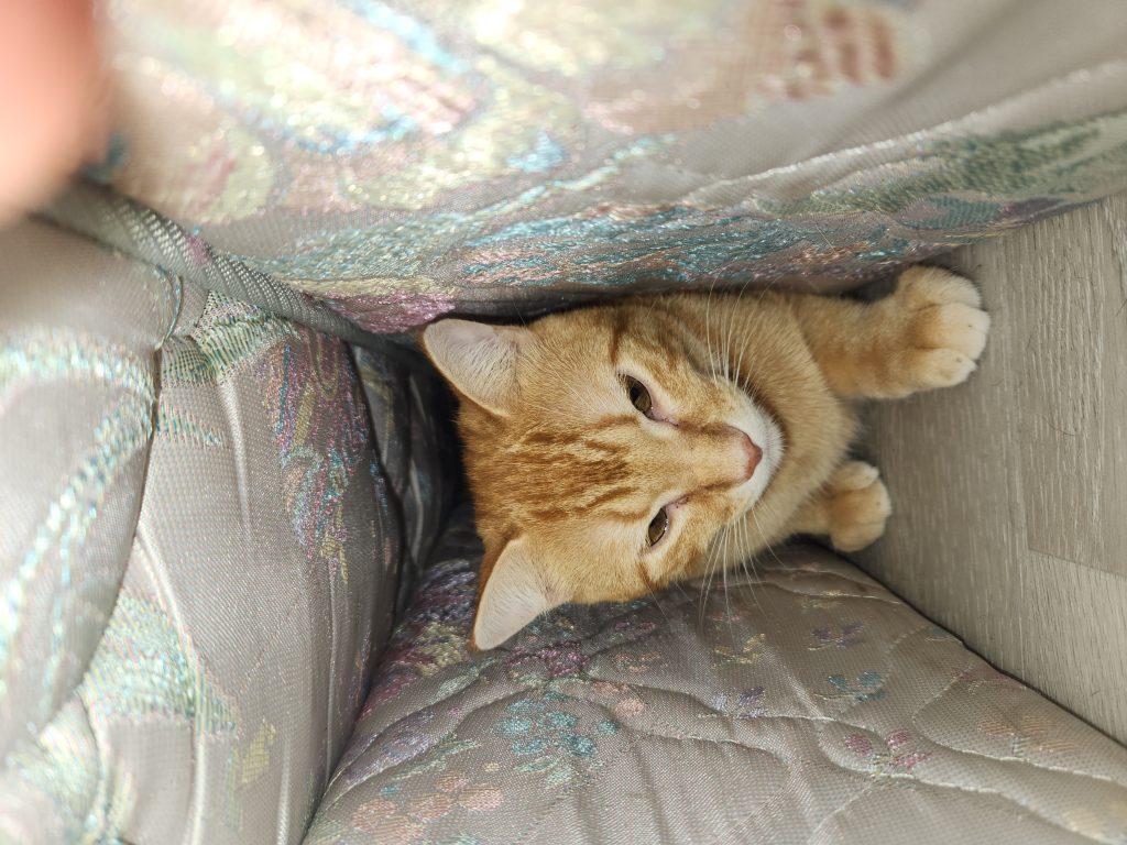 Milo, lost cat, orange tabby cat