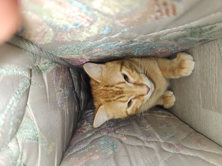 Milo, lost cat, orange tabby cat