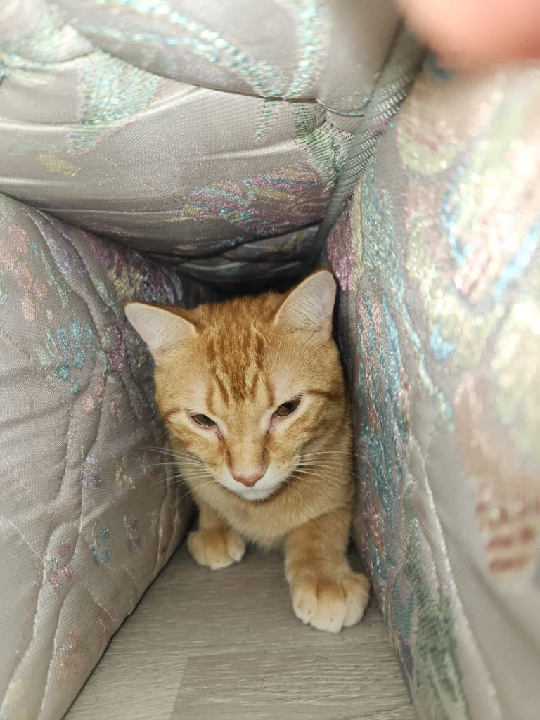 Milo, lost cat, orange tabby cat