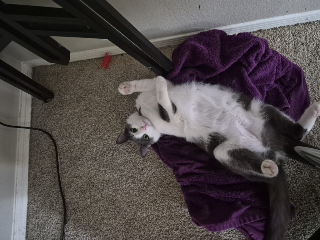 Levi, lost cat, Domestic medium hair