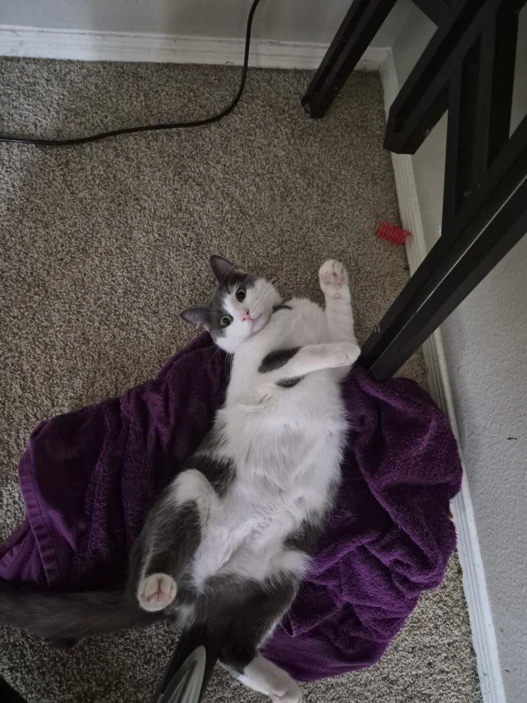 Levi, lost cat, Domestic medium hair