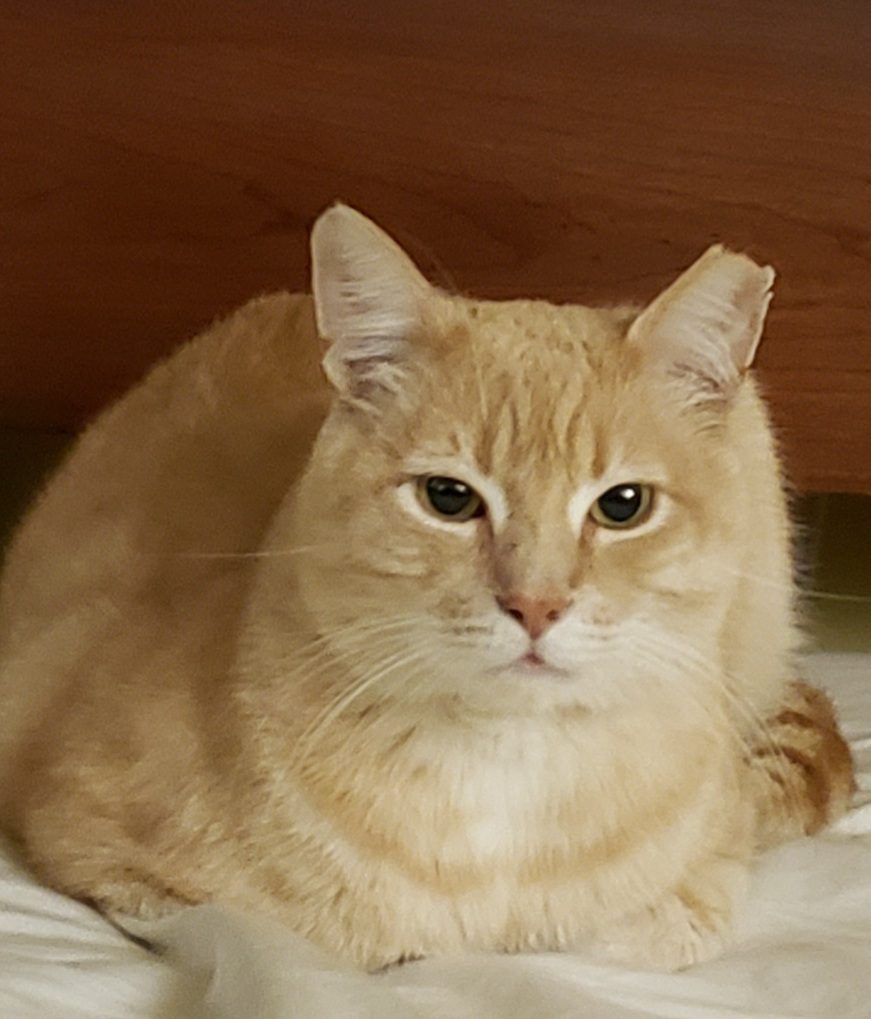 Lucky, lost cat, Domestic med hair