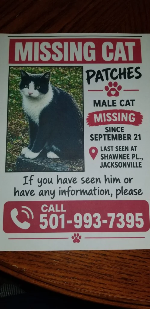 Patches, lost cat, Shorthair American