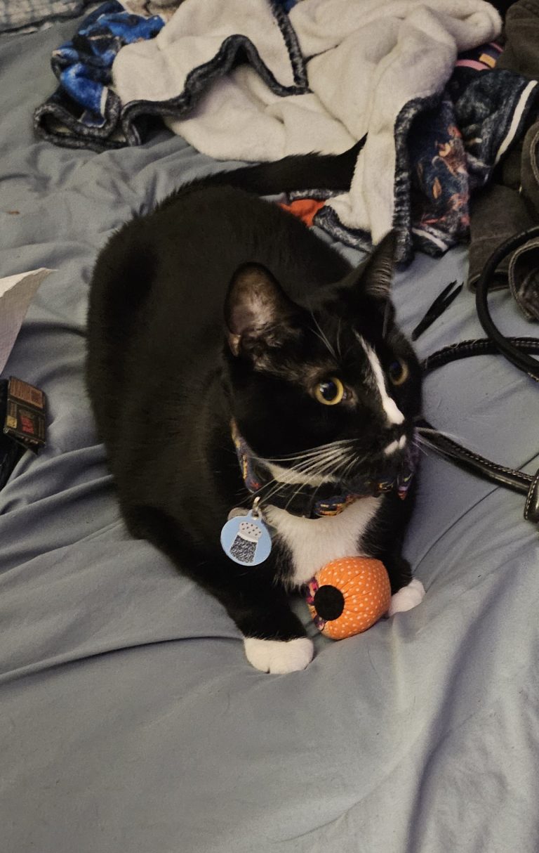 Pepper, lost cat, Domestic Shorthair
