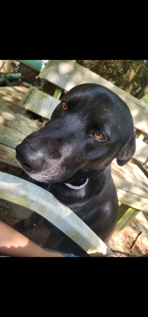Max, lost dog, Black Lab