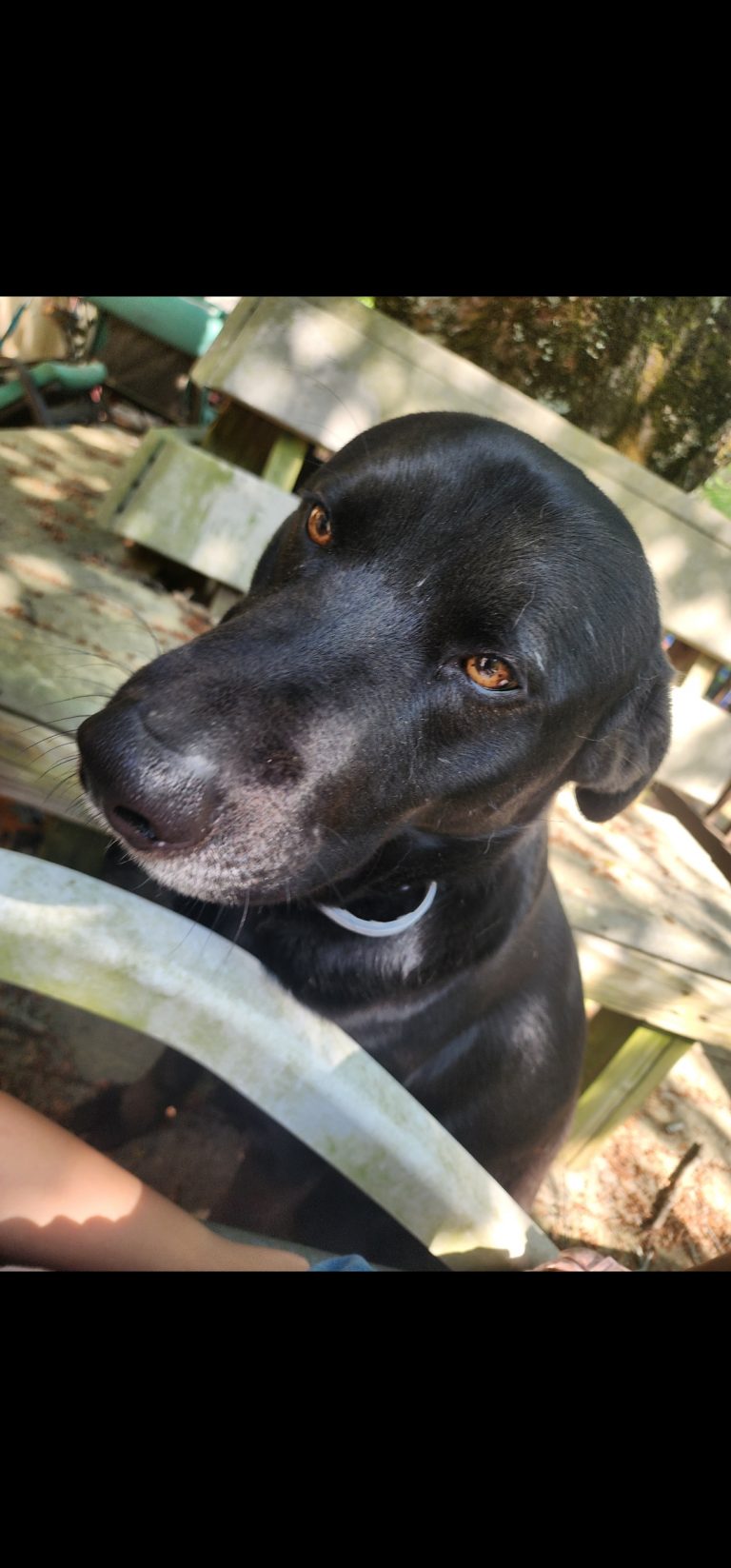 Max, lost dog, Black Lab