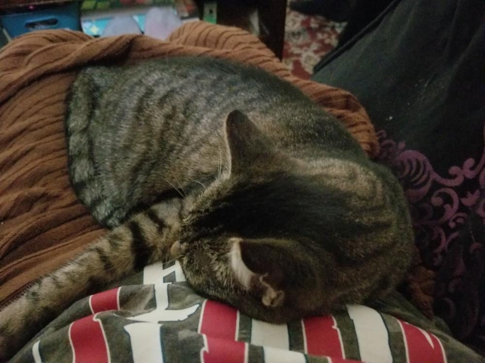 Chonk, lost cat, Tabby