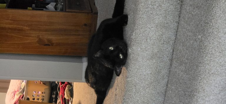 Chambers, lost cat, Domestic Shorthair