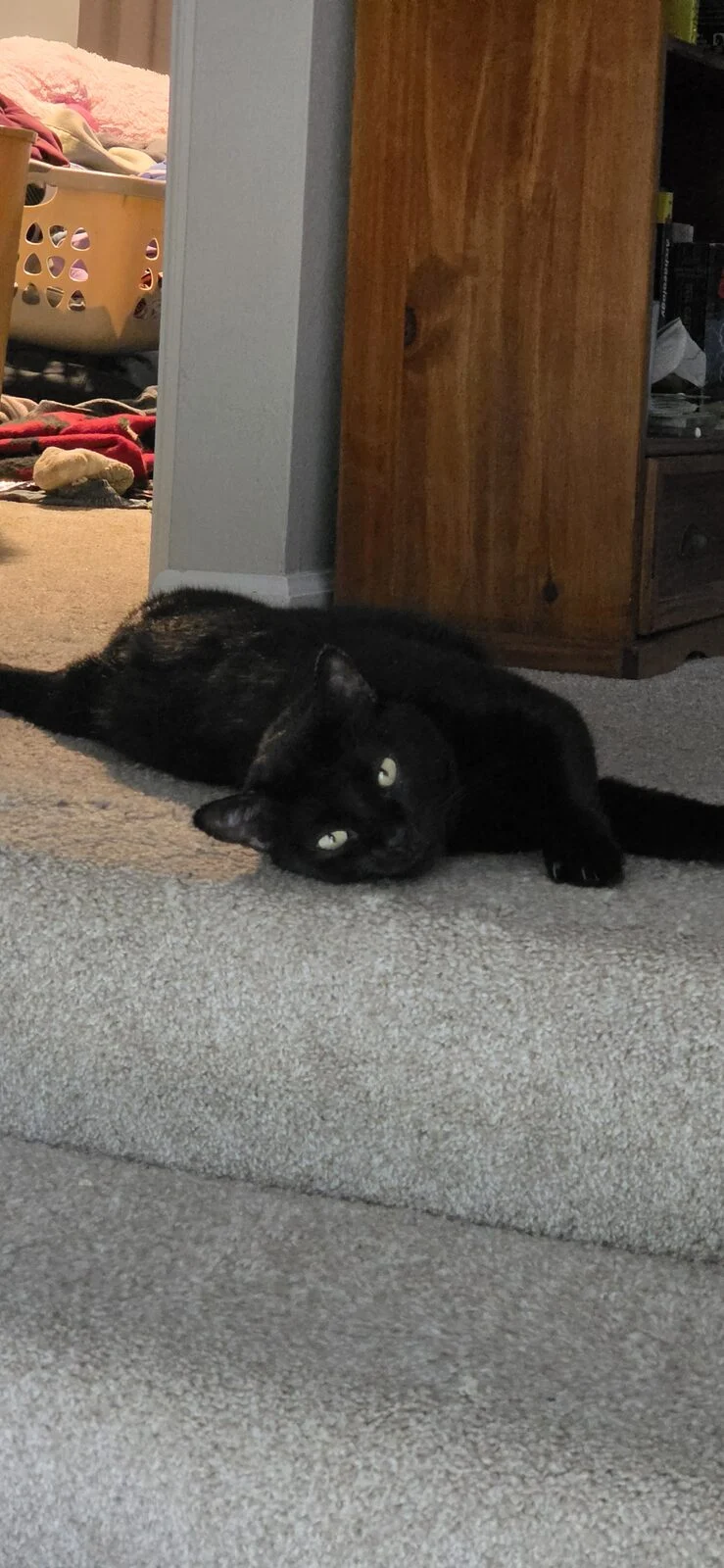 Chambers, lost cat, Domestic Shorthair