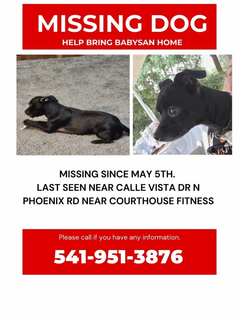 Babysan, lost dog, Chihuahua