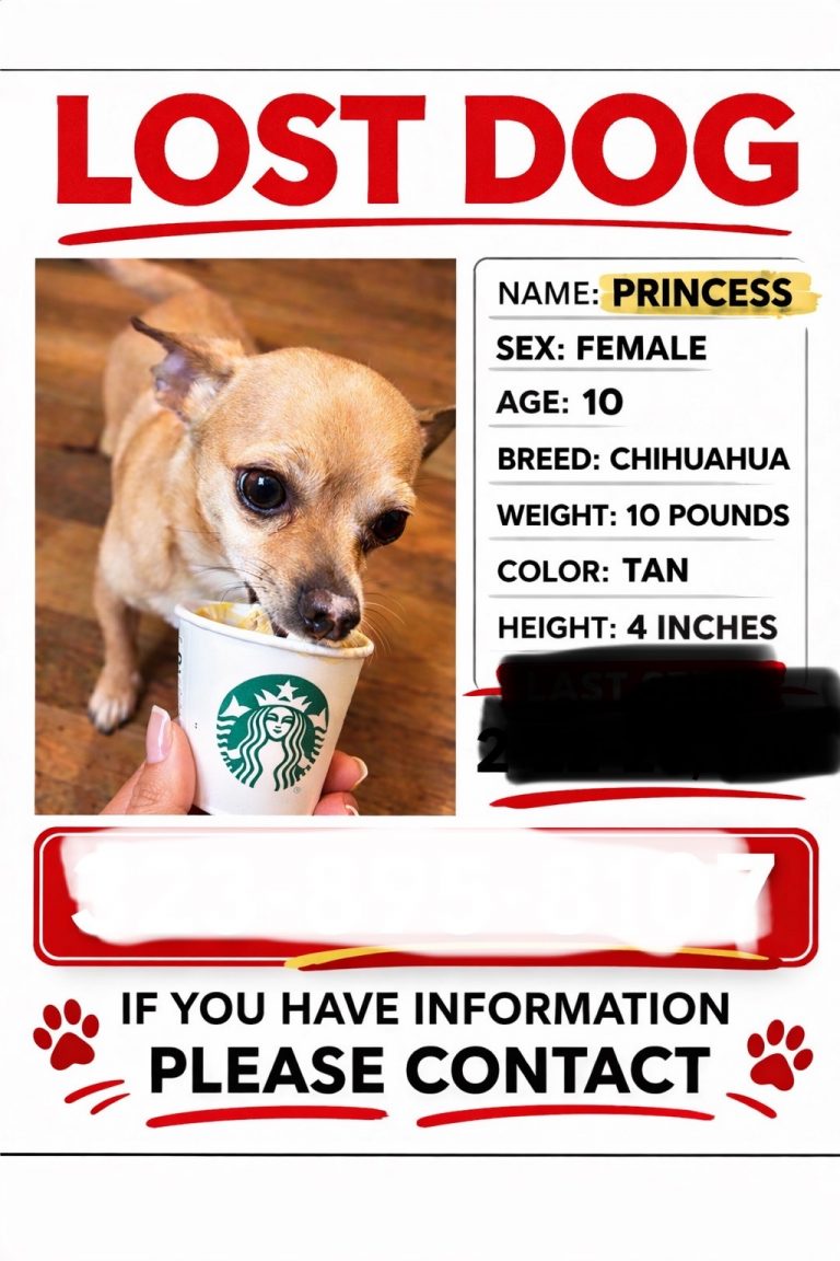 Princess, lost dog, Chihuahua