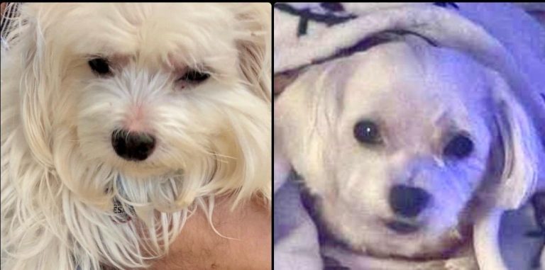 Myko, lost dog, Maltese