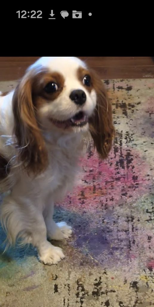 Brother, lost dog, Cavalier King Charles
