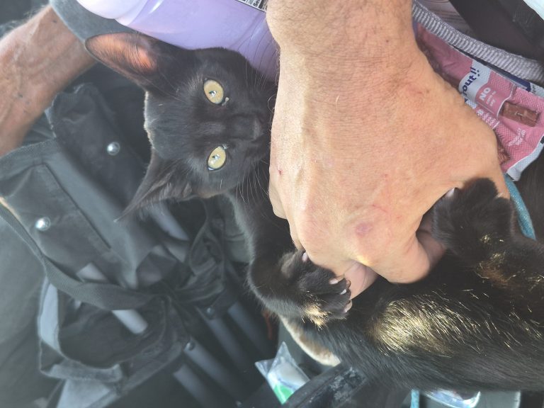 Lilly Bear, lost cat, Not sure