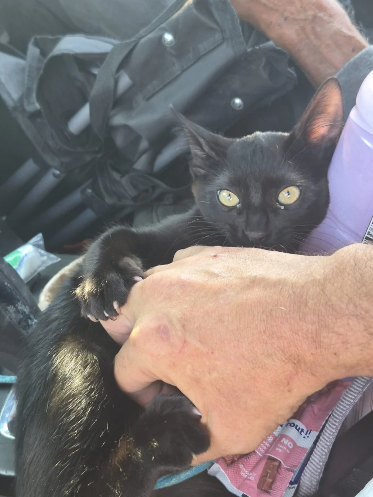 Lilly Bear, lost cat, Not sure