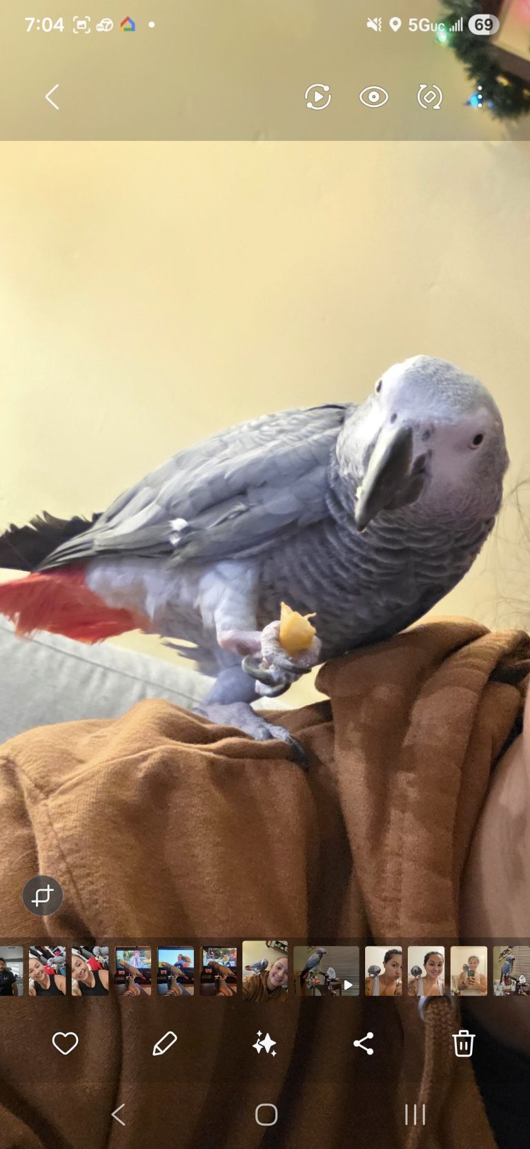Makeba, lost bird, African grey