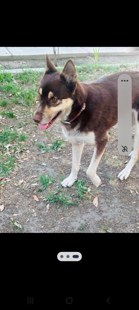 Girl, lost dog, Husky mix