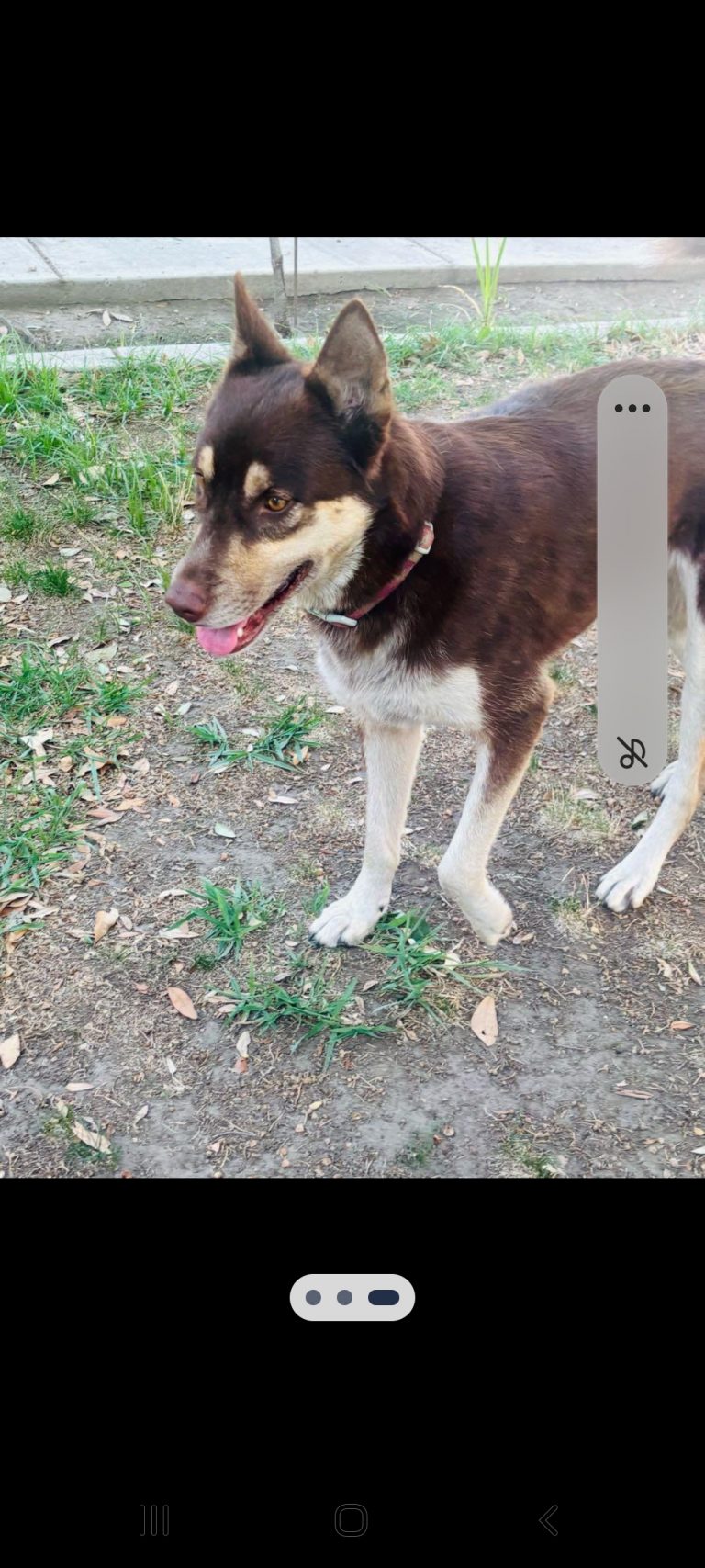 Girl, lost dog, Husky mix