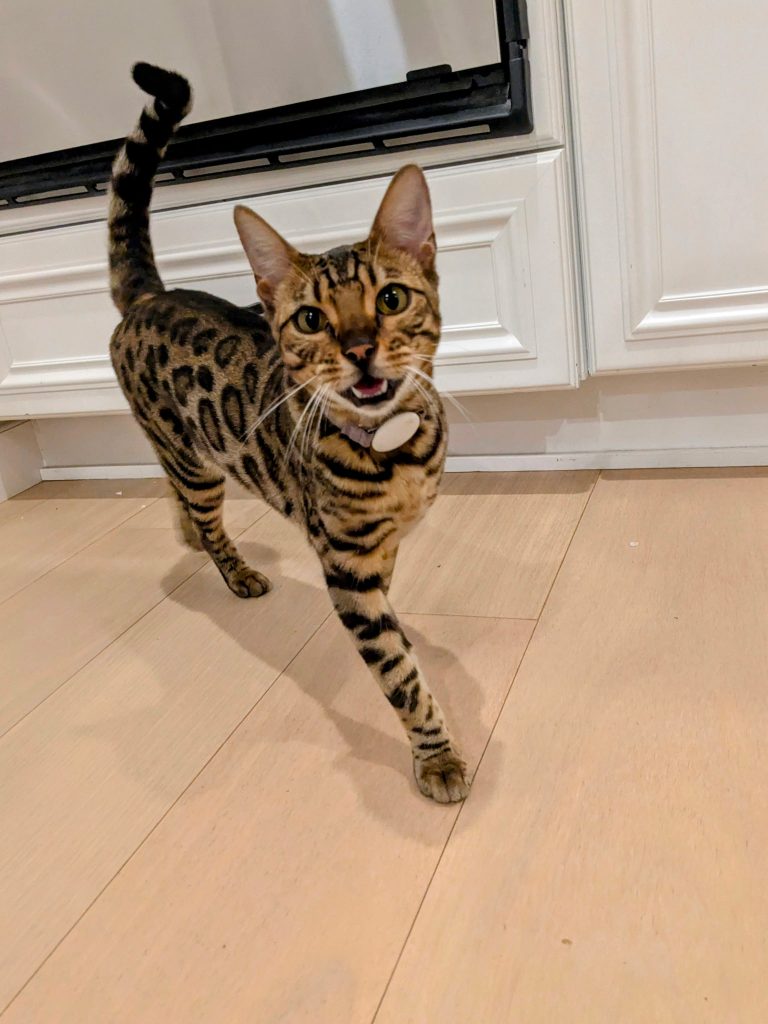 Bella, lost cat, Bengal