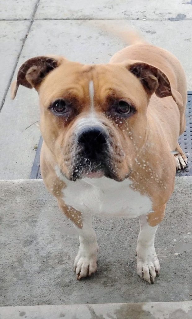Santos, lost dog, Staffordshire Bull Terrier