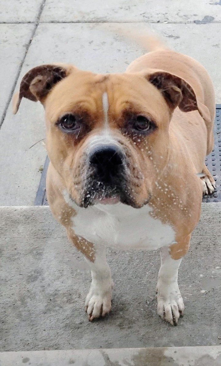 Santos, lost dog, Staffshire bullterror