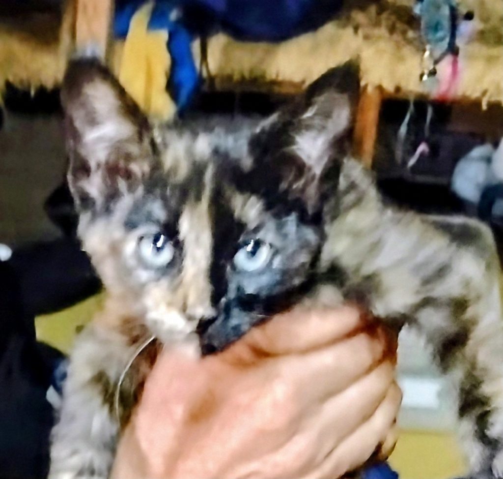 Cocoa, lost cat, Na
