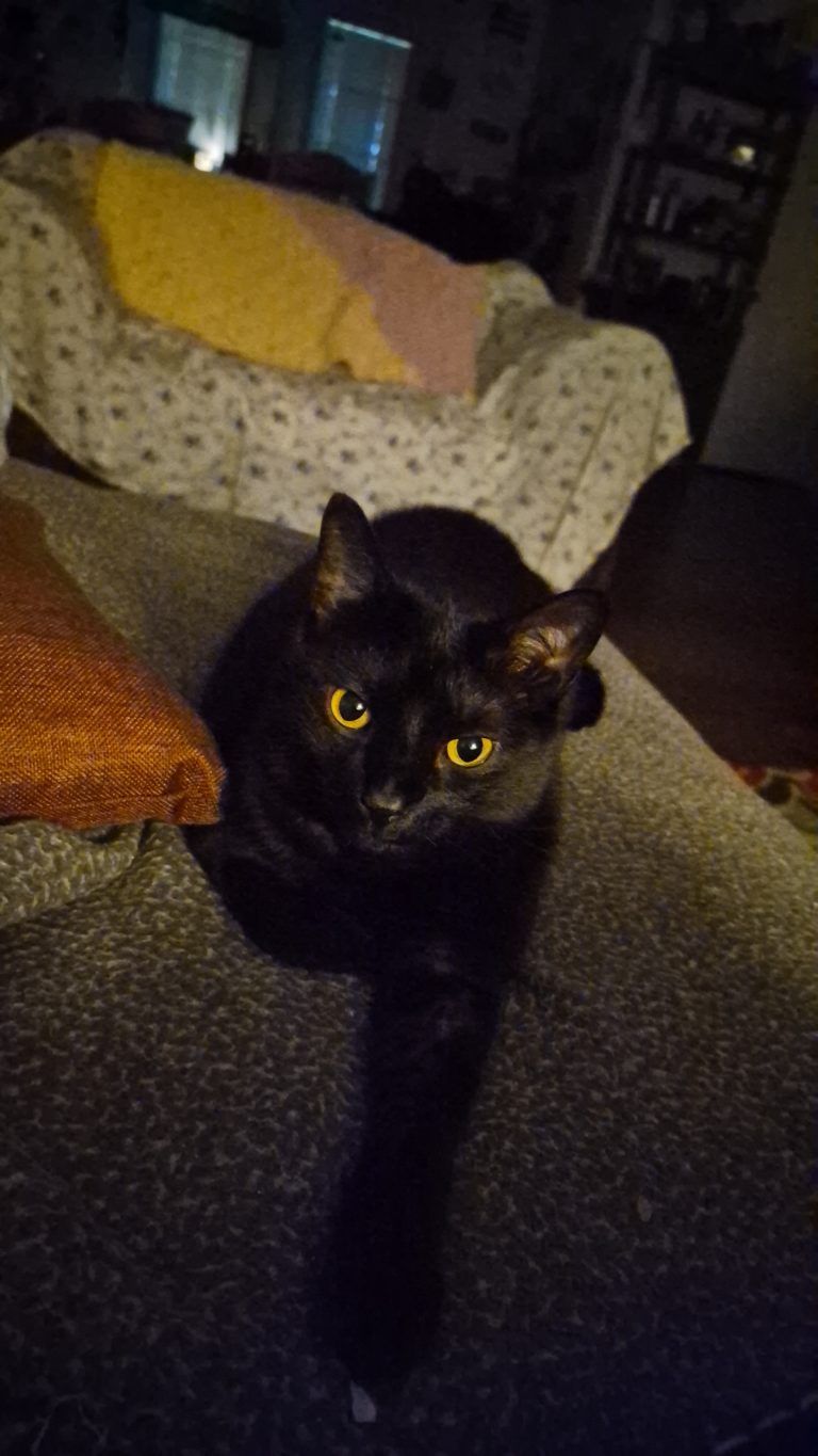 Cas, lost cat, Short hair